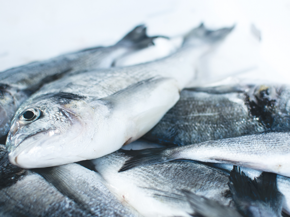 fresh fish in ice