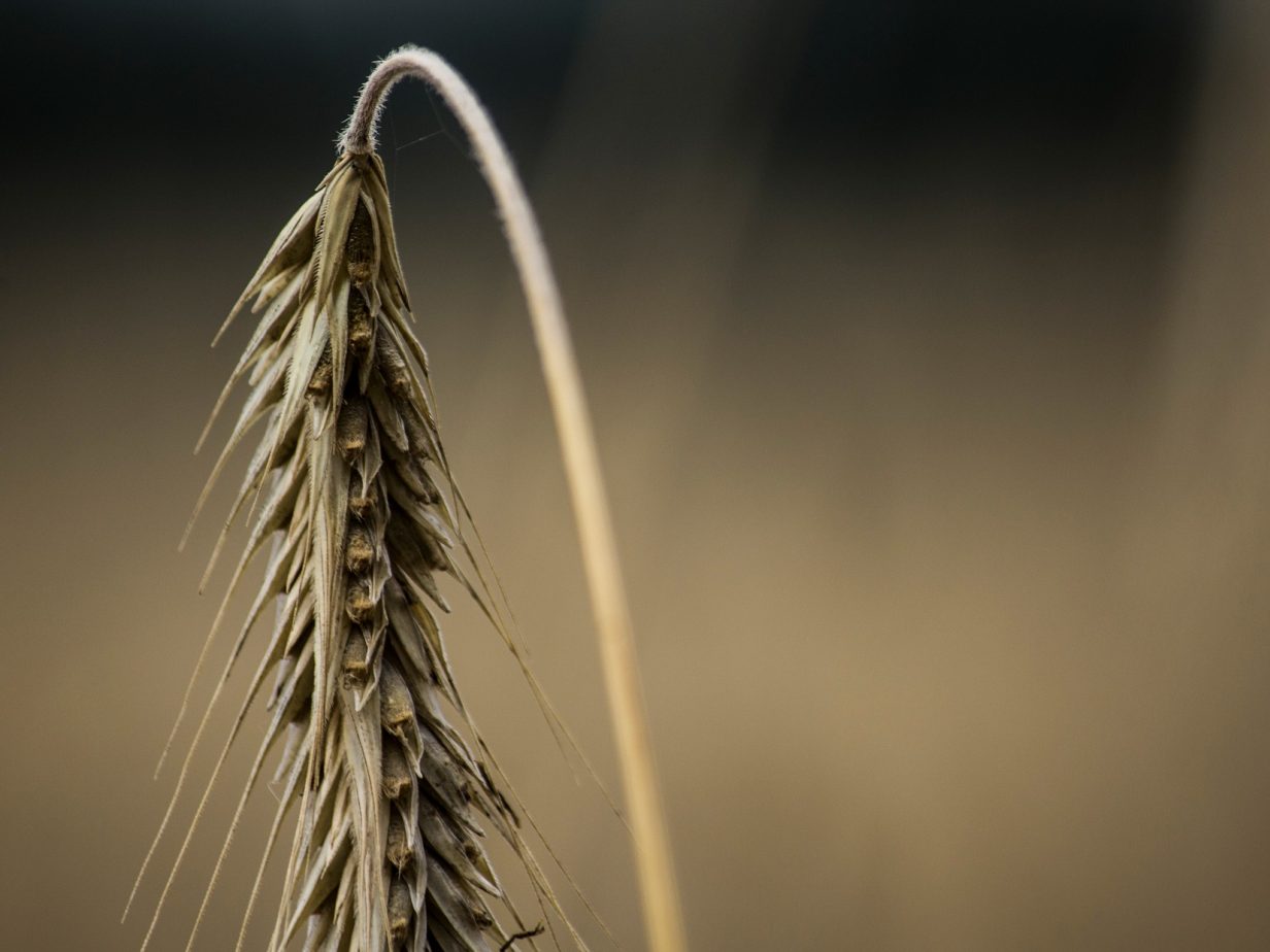 Climate change and agriculture