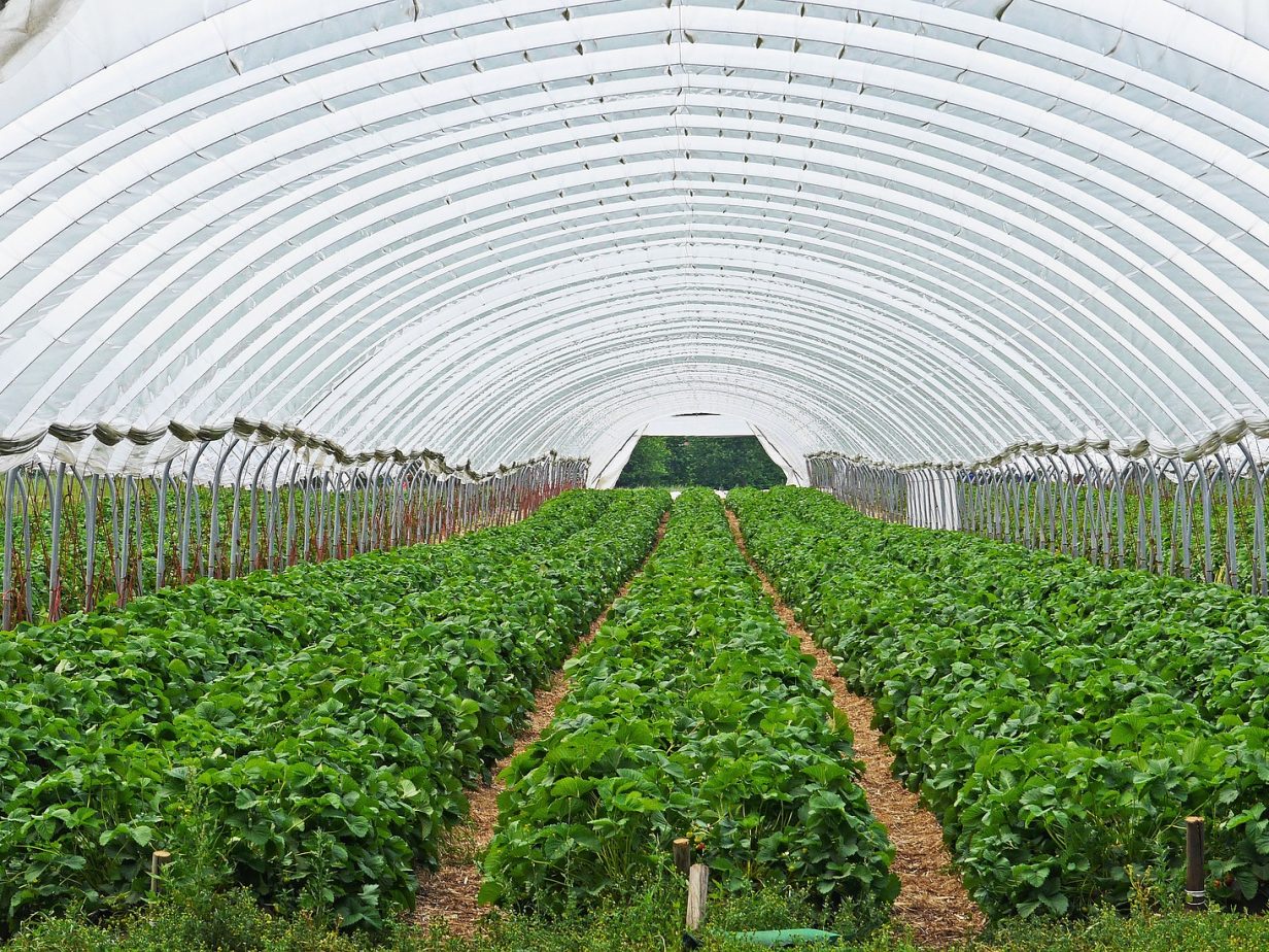 Innovation and technology in agriculture and alternative foods