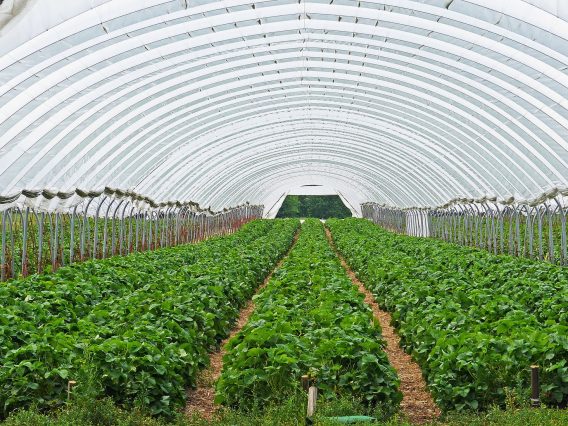 greenhouse grown strawberry plants