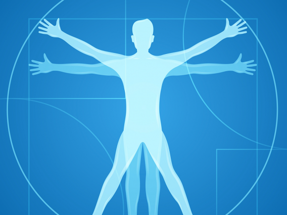 The Vitruvian man