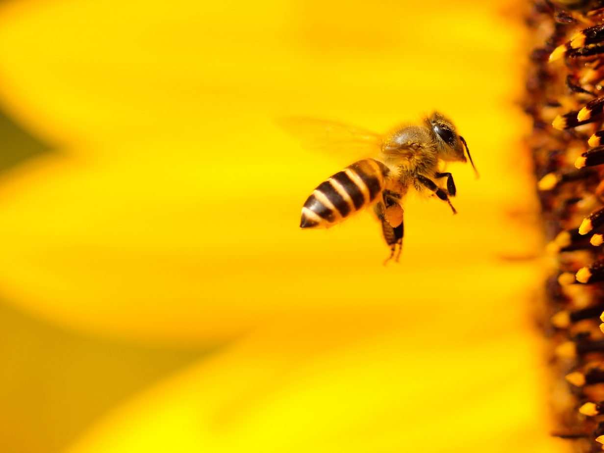 Insect decline in the UK