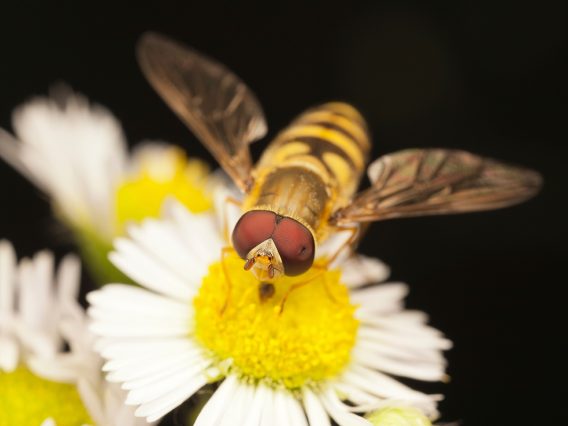 A hoverfy hovering over a daisy