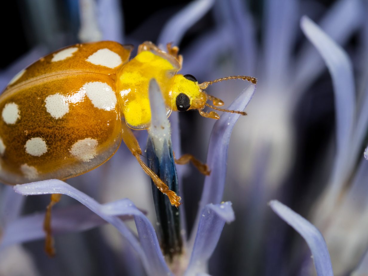 UK insect decline and extinctions