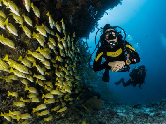 A marine biology student on a dive. The British Ecological Society fellowship is open to all BES members doing a PhD in a UK university