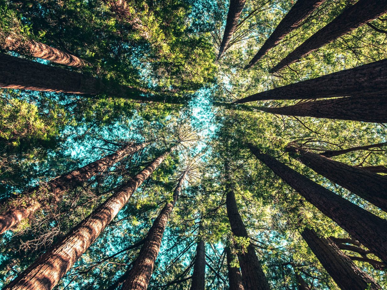 Woodland creation