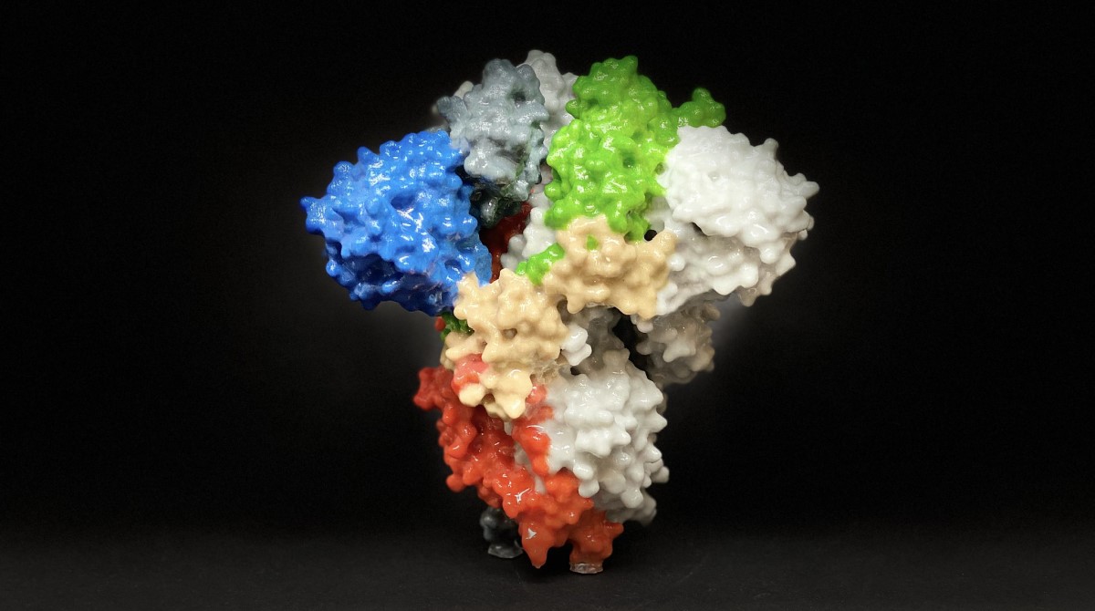 SARS-CoV-2 virus variants: a year into the COVID-19 pandemic