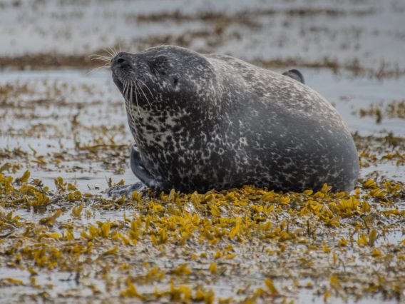 An image of A common seal resting on a Dartmouth beach