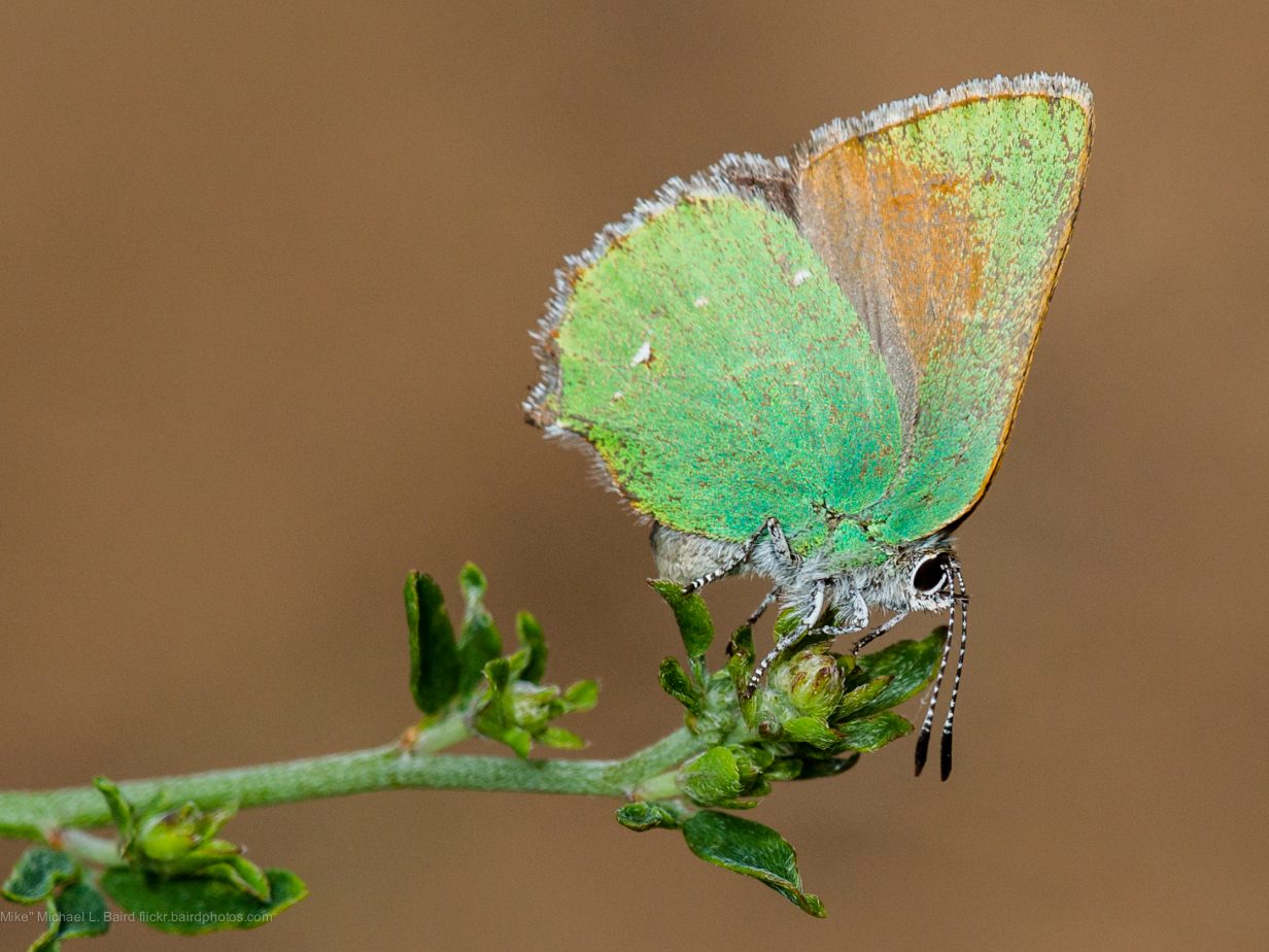 Effective biodiversity indicators