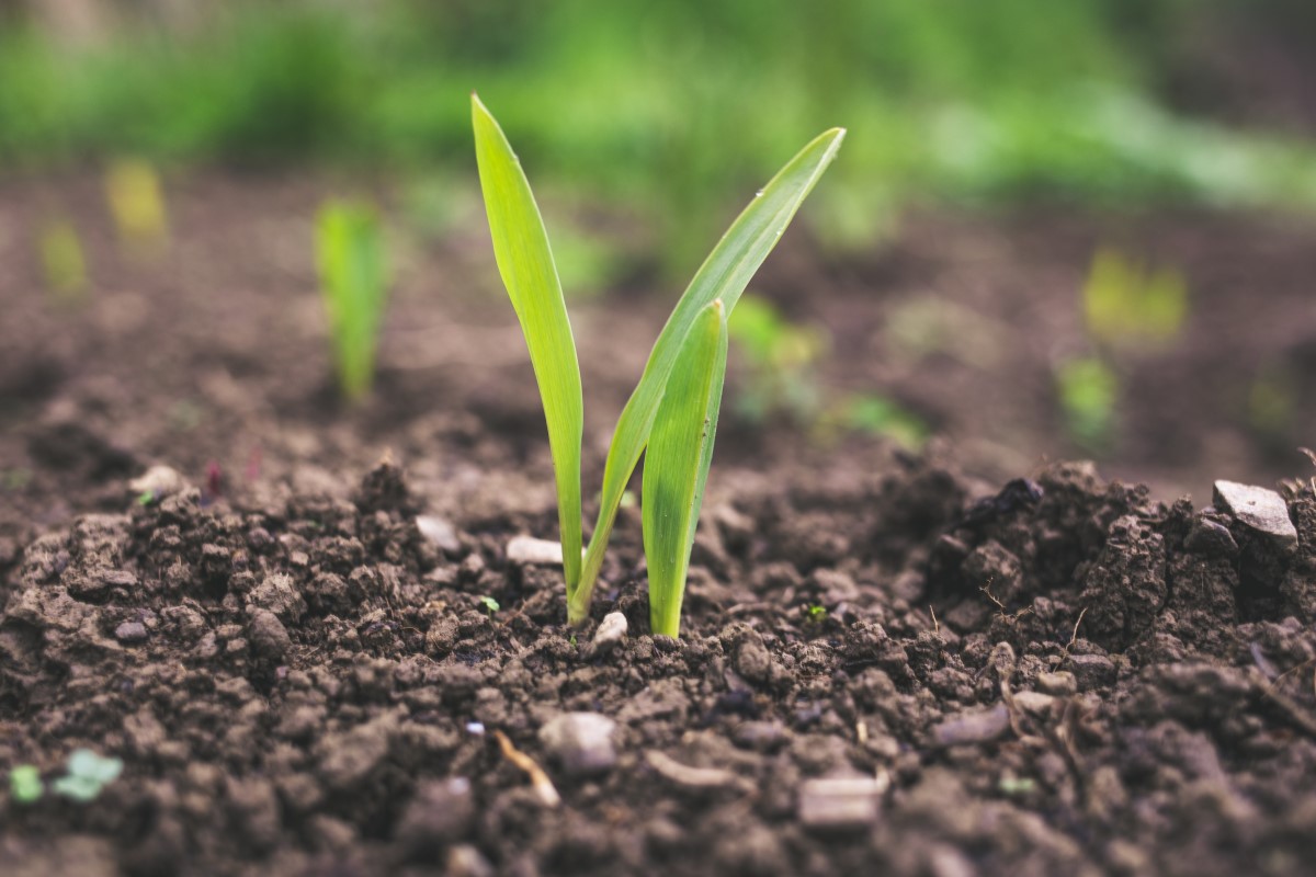 Genome edited food crops