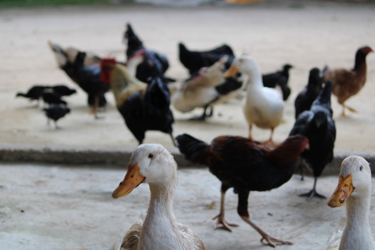 Preventing emerging zoonoses